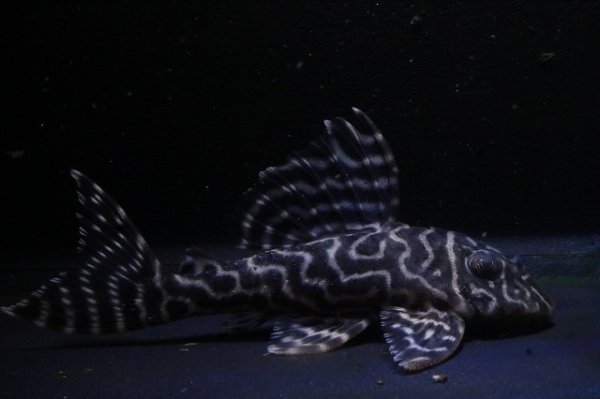 画像1: ハロウィン特価ワイルドL３３３ホワイトロイヤルF１8.5ｃｍ雌個体 (1)