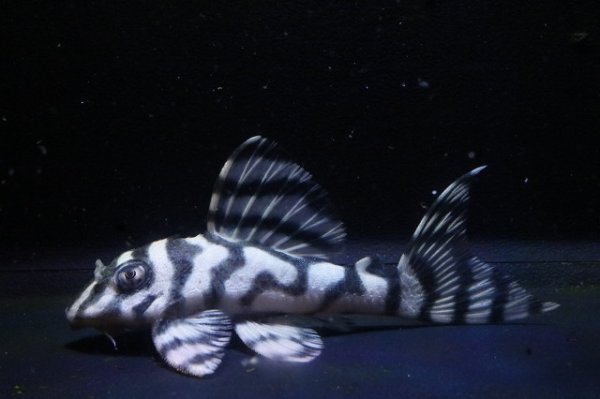 画像1: ハロウィン特価ハクナマタタブリード・オマケバージョンVＦ１×アクアズ俺一7.0ｃｍ (1)