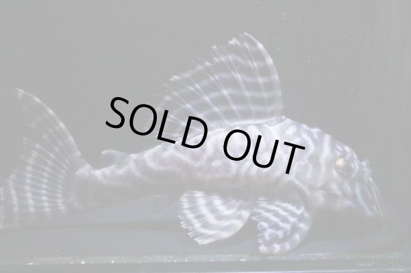 画像3: ワイルドL333ゴールデンメガクラウンゼブラ11.8ｃｍ雄個体2025.11.Ｎｏ2 (3)