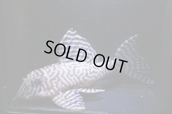 画像1: ワイルドL333ゴールデンメガクラウンゼブラ11.8ｃｍ雄個体2025.11.Ｎｏ2 (1)