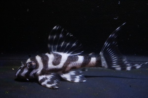 画像2: KAZUブリード・CB-1・F１・2025.11/6.8ｃｍＮｏ１ (2)