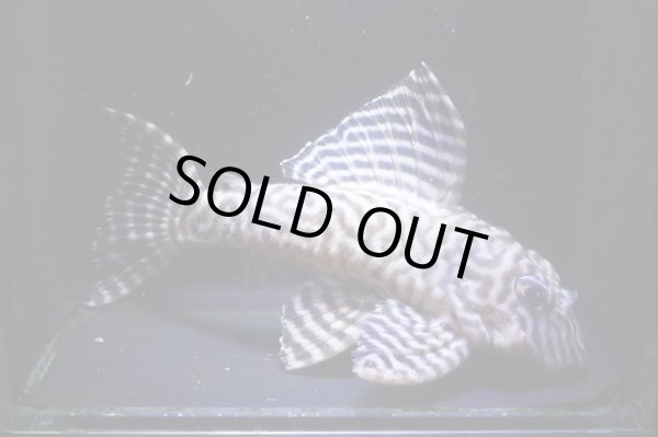 画像2: ワイルドL333ゴールデンメガクラウンゼブラ11.8ｃｍ雄個体2025.11.Ｎｏ2 (2)