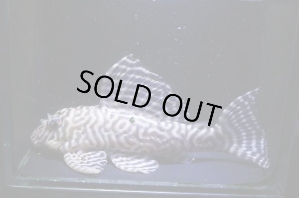 画像4: ワイルドL333ゴールデンメガクラウンゼブラ11.8ｃｍ雄個体2025.11.Ｎｏ2 (4)