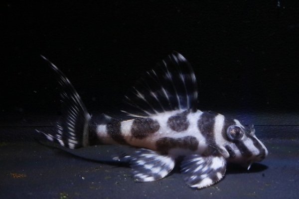 画像1: KAZUブリード・CB-1・F１・2025.11/6.8ｃｍＮｏ１ (1)