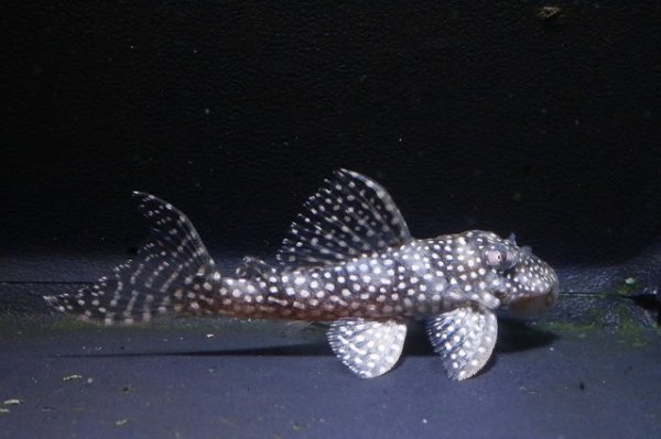 画像2: ワイルドL136・リオデミニ2025.11/5.7ｃｍＮｏ2 (2)