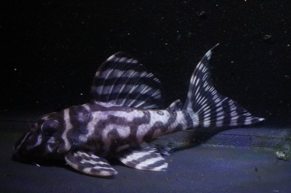 画像5: 大ちゃんブリード・Dai2ペアNo1・雄9.7ｃｍ雌8.5ｃｍ2025.11 (5)