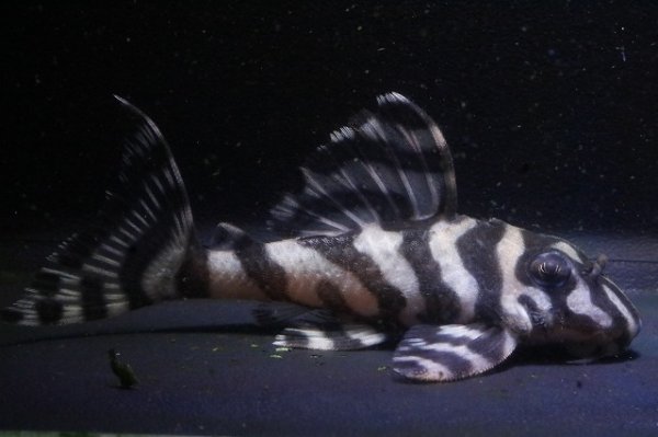 画像4: 大ちゃんブリード・Dai2ペアNo2・雄9.0ｃｍ雌7.8ｃｍ2025.11 (4)