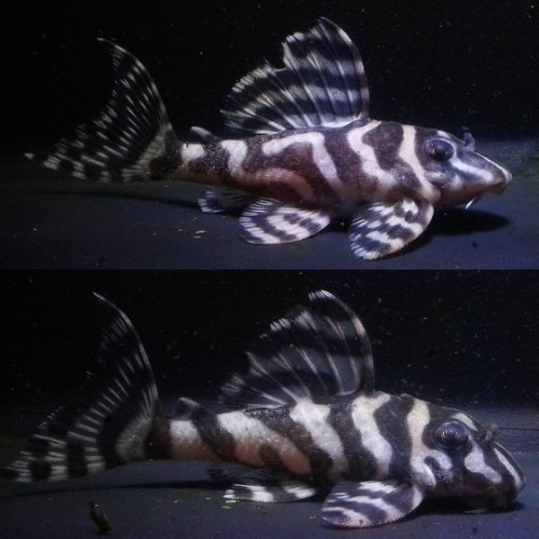 画像1: 大ちゃんブリード・Dai2ペアNo2・雄9.0ｃｍ雌7.8ｃｍ2025.11 (1)