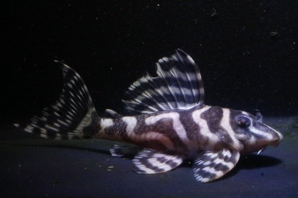 画像2: 大ちゃんブリード・Dai2ペアNo2・雄9.0ｃｍ雌7.8ｃｍ2025.11 (2)