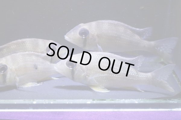 画像4: ワイルド・ゲオファーガス・タエニオパウレス・コロンビア・7センチ前後１匹 (4)