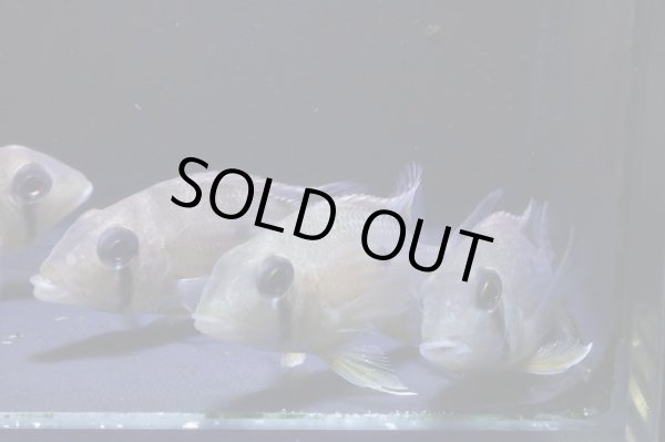 画像1: ワイルド・ゲオファーガス・タエニオパウレス・コロンビア・7センチ前後１匹 (1)