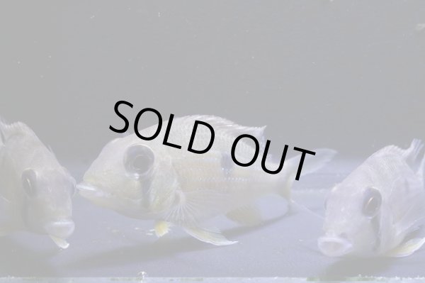 画像2: ワイルド・ゲオファーガス・タエニオパウレス・コロンビア・7センチ前後１匹 (2)