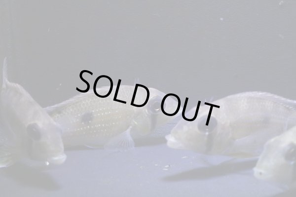 画像3: ワイルド・ゲオファーガス・タエニオパウレス・コロンビア・7センチ前後１匹 (3)