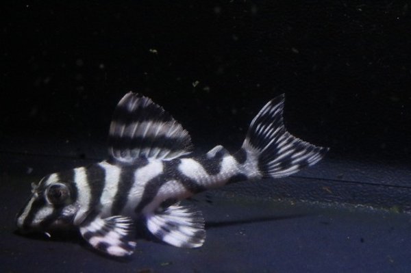 画像2: KAZUブリード・オマケバージョンIII・IIIリアル・F１・2025.11/5.3ｃｍNo6リアルメガクラウンゼブラ (2)