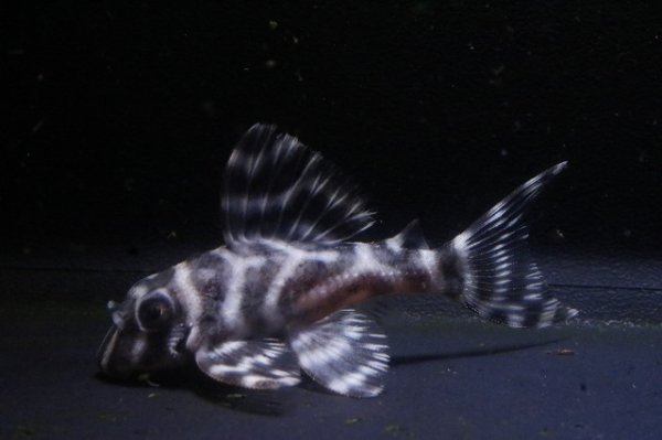 画像2: KAZUブリード・オマケバージョンIII・IIIリアル・F１・2025.11/5.7ｃｍNo5 (2)