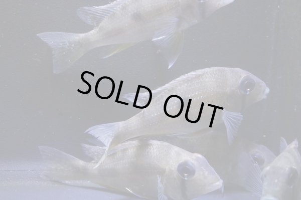 画像5: ワイルド・ゲオファーガス・タエニオパウレス・コロンビア・7センチ前後１匹 (5)