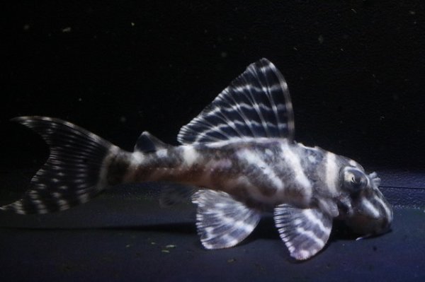 画像2: KAZUブリード・オマケバージョンIII・IIIリアル・F１・2025.11/7.5ｃｍNo1 (2)