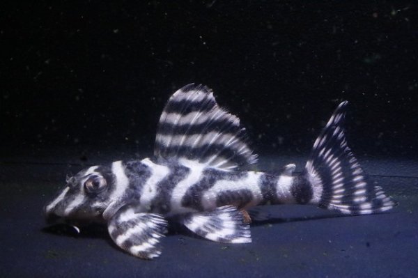 画像1: サンミーブリード・オマケVerIsp・V×Ver１・１ｓｐ・2025.10/7.0ｃｍＮｏ6 (1)