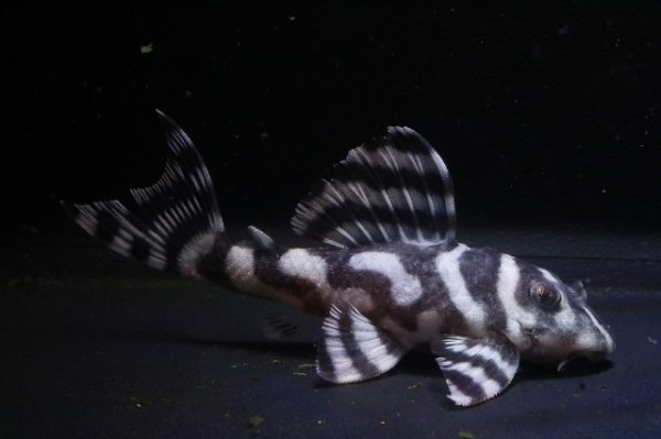 画像2: 大ちゃんブリード・Daiスペシャル×マリア第一エースの子F２・2025.11・6.5ｃｍＮｏ2 (2)