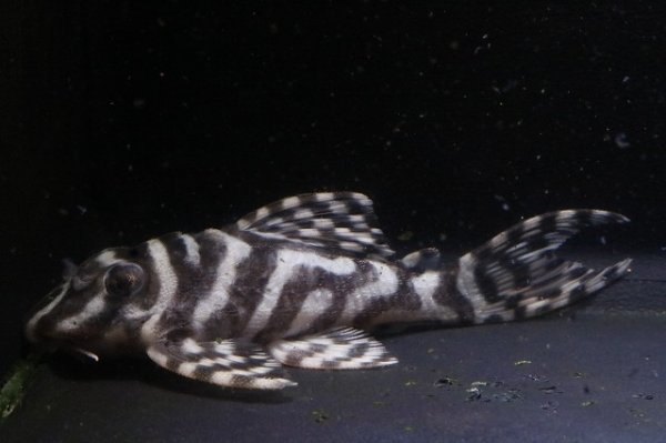 画像2: 大ちゃんブリード・Daiスペシャル×マリア第一エースの子F２・2025.11・7.8ｃｍＮｏ5 (2)