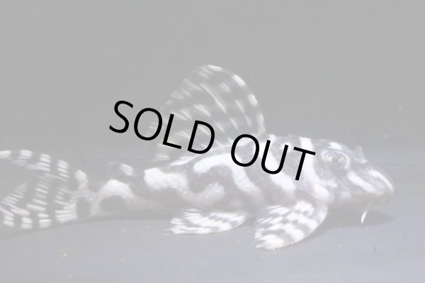 画像2: 大ちゃんブリード・Daiスペシャル×マリア第一エースの子F２・2025.11・7.5ｃｍＮｏ1 (2)