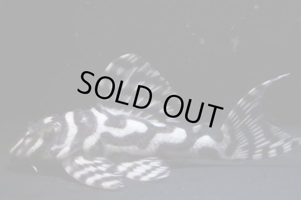 画像1: 大ちゃんブリード・Daiスペシャル×マリア第一エースの子F２・2025.11・7.5ｃｍＮｏ1 (1)