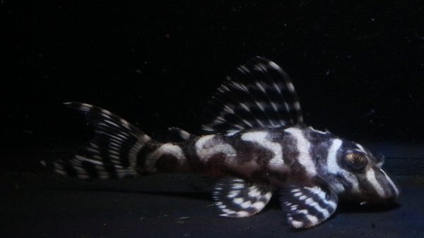 画像2: 大ちゃんブリード・Daiスペシャル×マリア第一エースの子F２・2025.11・7.2ｃｍＮｏ3 (2)