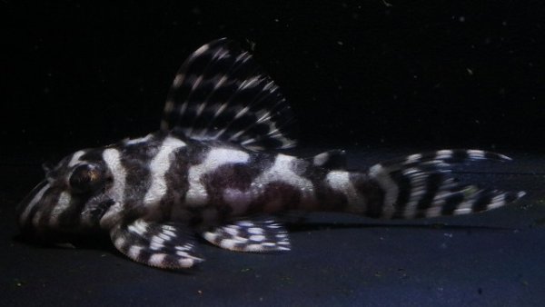 画像1: 大ちゃんブリード・Daiスペシャル×マリア第一エースの子F２・2025.11・7.2ｃｍＮｏ3 (1)