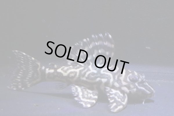 画像1: ＫＪブリード・L340オマケオリノコリアルメガクラウンF３・2025.11/6.5ｃｍＮｏ2 (1)