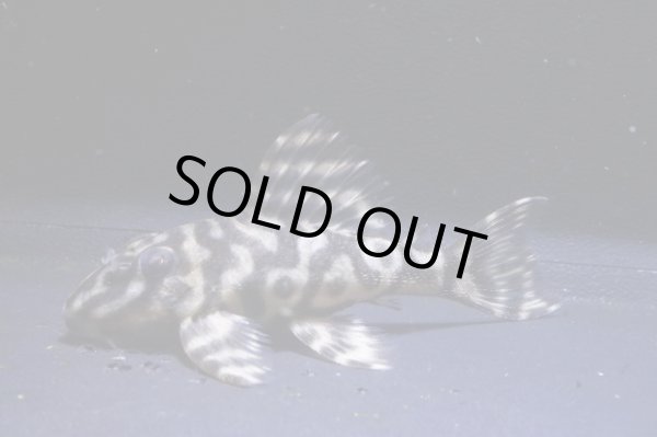 画像1: ＫＪブリード・L340オマケオリノコリアルメガクラウンF３・2025.11/6.0ｃｍＮｏ3 (1)