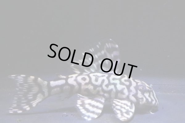 画像1: ＫＪブリード・L340オマケオリノコリアルメガクラウンF３・2025.11/6.5ｃｍＮｏ1 (1)