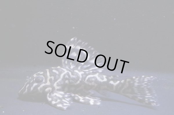 画像2: ＫＪブリード・L340オマケオリノコリアルメガクラウンF３・2025.11/6.5ｃｍＮｏ2 (2)