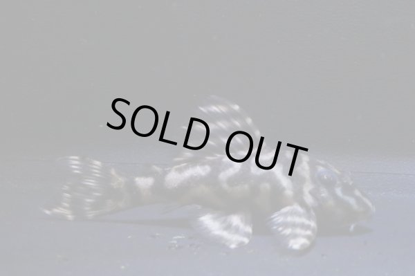 画像2: ＫＪブリード・L340オマケオリノコリアルメガクラウンF３・2025.11/6.0ｃｍＮｏ3 (2)