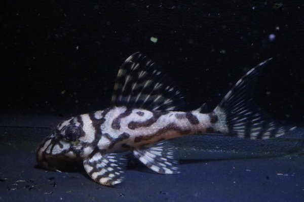 画像2: 鳴り砂ブリード・スーパーメガクラウンゼブラ2025.11・6.2ｃｍNo2 (2)