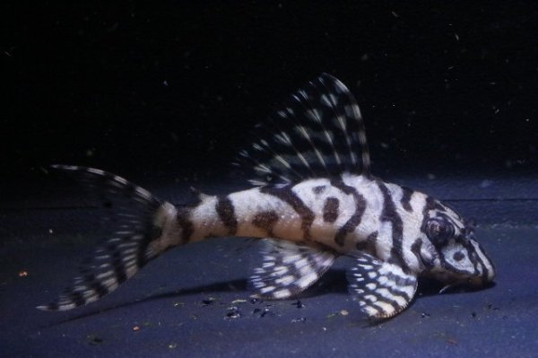 画像1: 鳴り砂ブリード・スーパーメガクラウンゼブラ2025.11・6.2ｃｍNo2 (1)