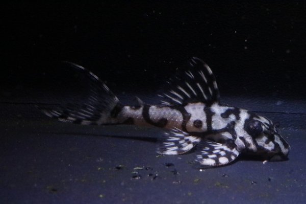 画像2: 鳴り砂ブリード・スーパーメガクラウンゼブラ2025.11・5.6ｃｍNo1 (2)