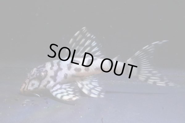 画像2: 鳴り砂ブリード・スーパーメガクラウンゼブラ2025.11・6.3ｃｍNo7 (2)