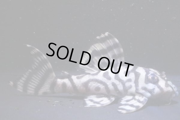 画像1: NOBUブリード・オマケブリード×インドネシアL236・2025.11/8.0ｃｍＮｏ3 (1)