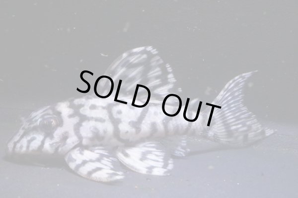 画像2: NOBUブリード・オマケブリード×インドネシアL236・2025.11/7.8ｃｍＮｏ１ (2)