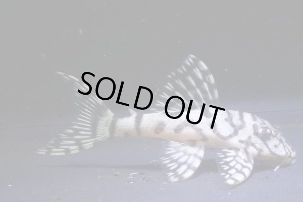 画像1: 鳴り砂ブリード・スーパーメガクラウンゼブラ2025.11・6.3ｃｍNo7 (1)