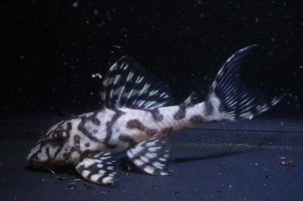 画像2: 鳴り砂ブリード・スーパーメガクラウンゼブラ2025.11・6.5ｃｍNo5 (2)