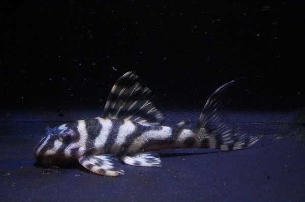 画像1: 鳴り砂ブリード・NA-1・2025.11/6.2ｃｍNo6 (1)