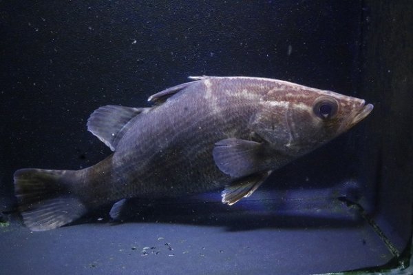 画像4: 四万十川アカメ12.0ｃｍＮｏ１ (4)