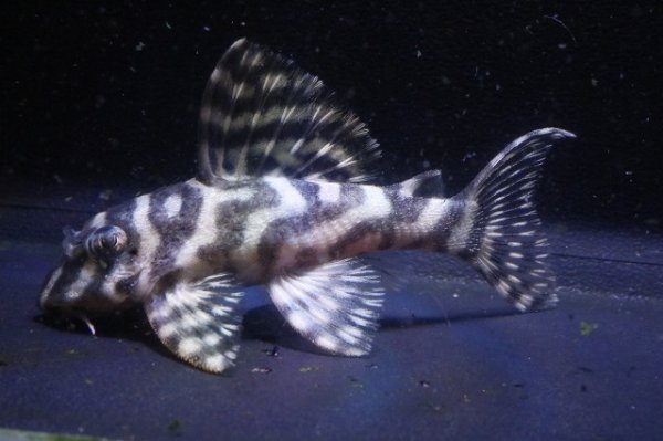 画像1: 鳴り砂ブリード・NA-1・2025.11/6.5ｃｍNo8 (1)