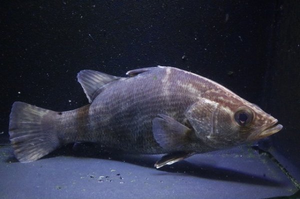 画像2: 四万十川アカメ12.0ｃｍＮｏ１ (2)