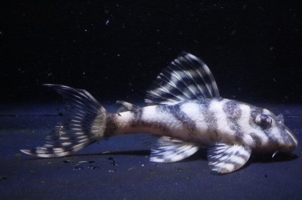 画像2: 鳴り砂ブリード・NA-1・2025.11/6.5ｃｍNo3 (2)