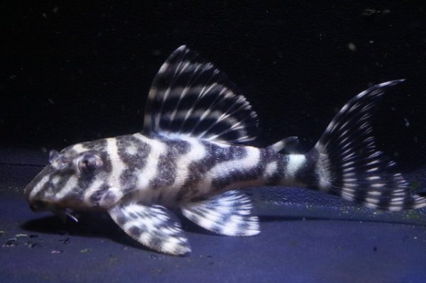 画像1: 鳴り砂ブリード・NA-1・2025.11/7.2ｃｍNo2 (1)