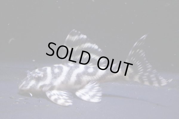 画像1: 鳴り砂ブリード・NA-1・2025.11/6.6ｃｍNo5 (1)