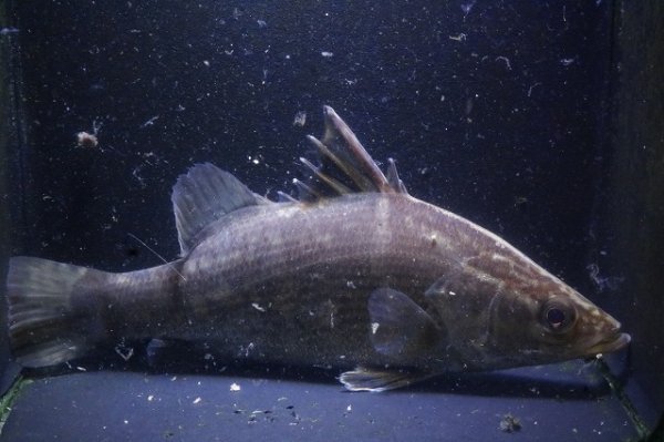 画像1: 四万十川アカメ13.0ｃｍＮｏ3 (1)