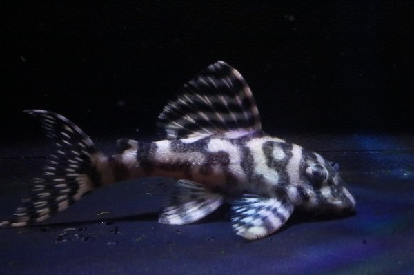 画像2: 鳴り砂ブリード・NA-1・2025.11/6.0ｃｍNo1 (2)